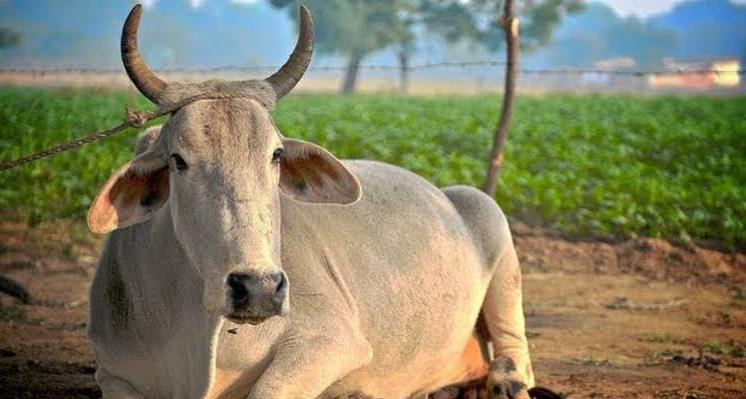देश में फिर बढ़ा लंपी का खतरा: 29 राज्यों के 220 जिलों पर अलर्ट, बिहार और एमपी में बढ़ा जोखिम