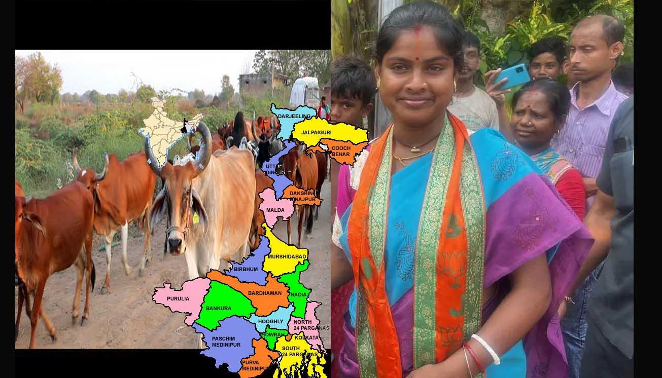 गाय के लिए 'बर्थ सर्टिफिकेट' की मांग! भाजपा विधायक रेखा पात्रा के बयान पर बंगाल में सियासी भूचाल